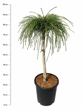 Thuja Plic Whipcord On Stem