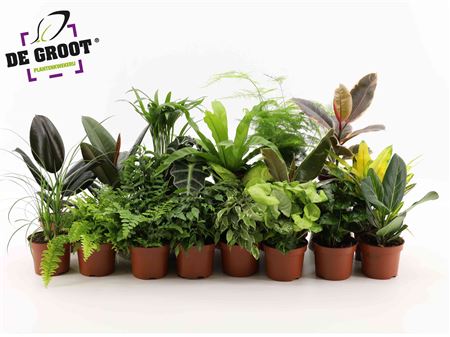 Plant Surprise Mix