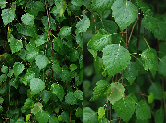 Береза повислая Юнги штамб 200