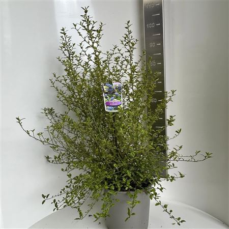 Ceanothus Thyr El Dorado