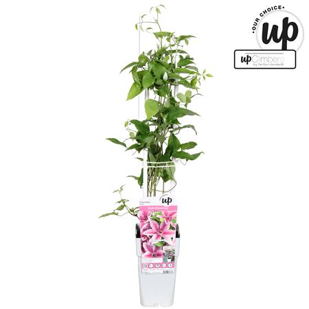 Clematis Diamantina White