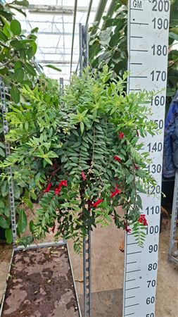 Aeschynanthus Caroline