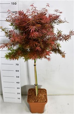 Acer Palm Jerre Schwartz On Stem