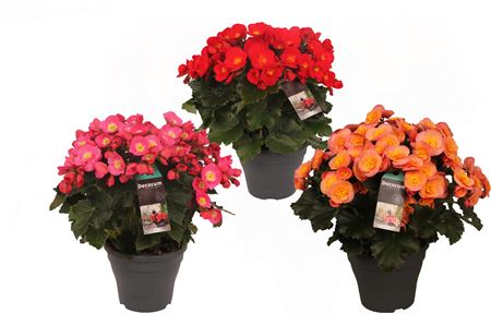 Begonia Belove Mix (decorum)