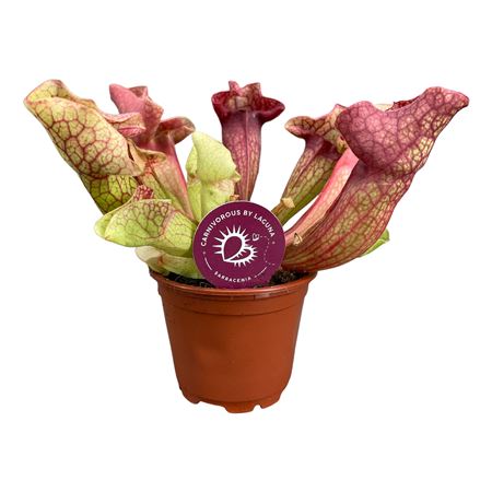 Sarracenia Ewelina