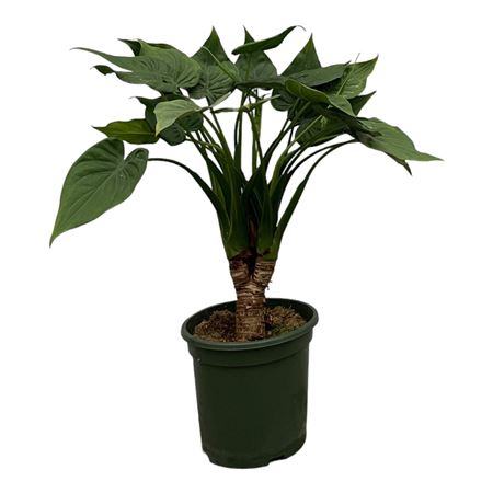 Alocasia Cucullata On Stem