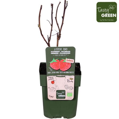 Рубус Идеус Осень Первая Биография