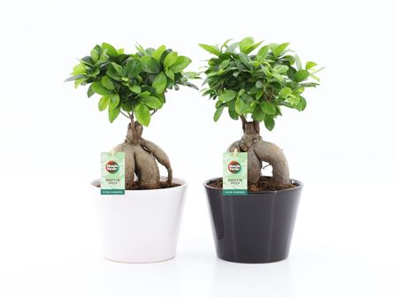 Ficus Ginseng White-black Ceramic
