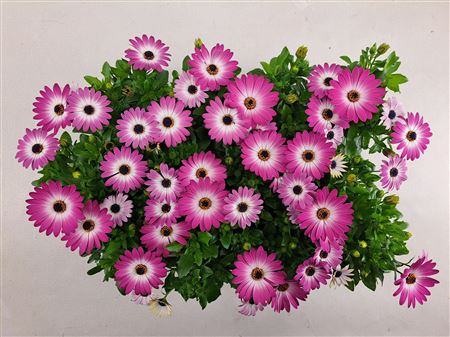 Osteospermum Pink Flare