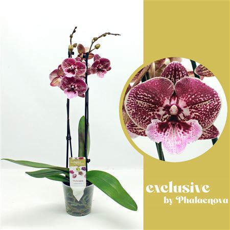 Phal 2st Ingrid (phalaenova)