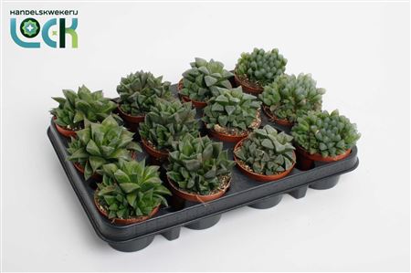 Glasworthia Truncata Mix