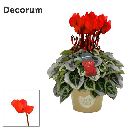 Cyclamen Picasso Red Cozy (decorum)