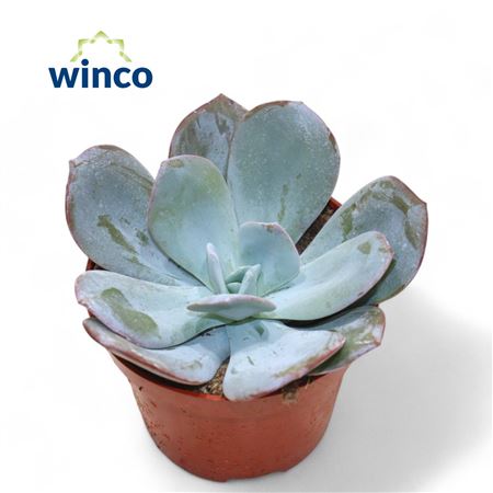 Эхеверия Лауи гибриде