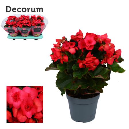 Begonia Serena (decorum)