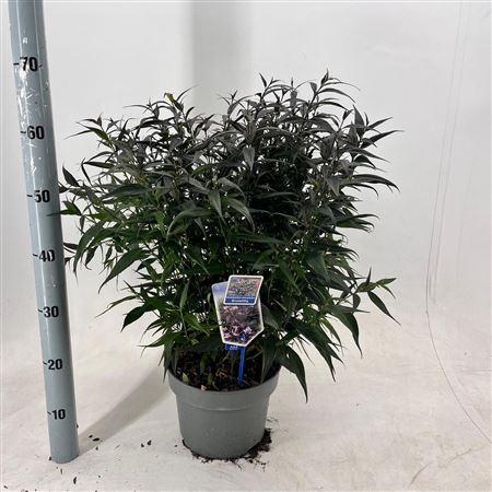 Strobilanthes Anisophyllus Brunetthy.