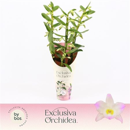 Dendr Nob 3st Kumiko Exclusiva Orchidea