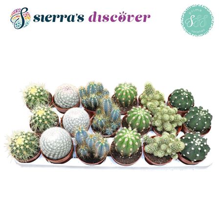 Cactus Mix (6spc.)