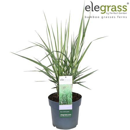 Panicum Virgatum Blue Fountain