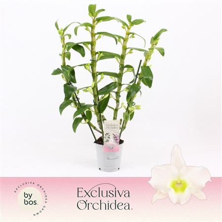 Dendr Nob 4st Exclusiva Orchidea