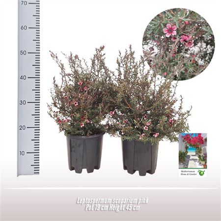 Leptospermum Scoparium Pink
