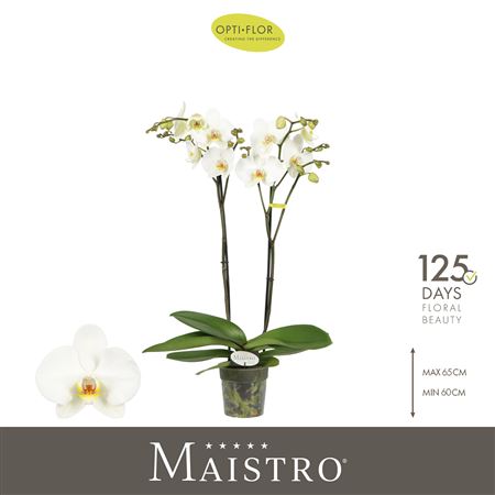 Phal 2st Maistro Beethoven (opti)