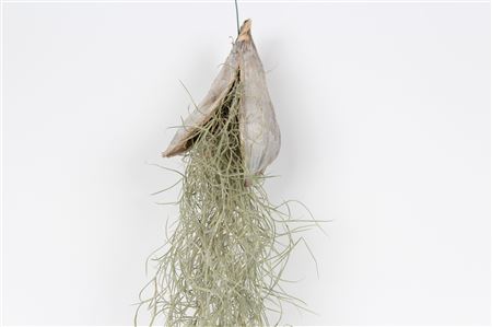 Tillandsia Penca White Wash