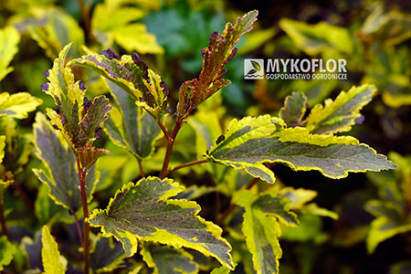 Пузыреплодник калинолистный Мозайка