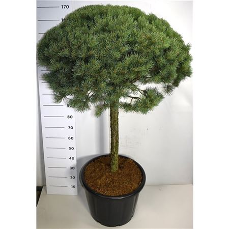 Pinus Sylv Watereri On Stem