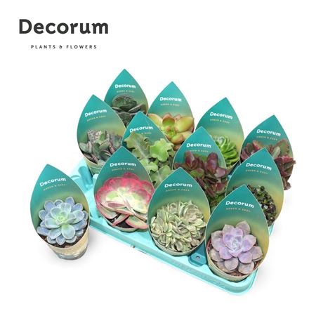 Succulent Mix (12spc.) (dec)
