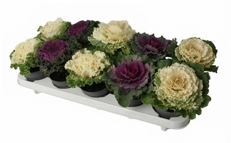 Brassica Mix