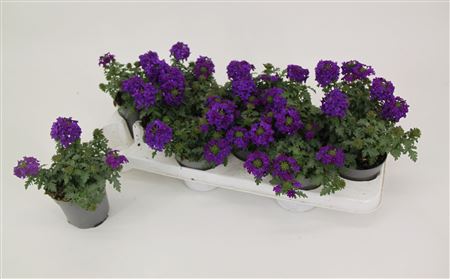 Verbena Drums Blue