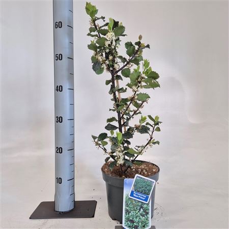 Ilex Mes Blue Prince