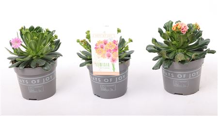 Lewisia Mountain Dreams