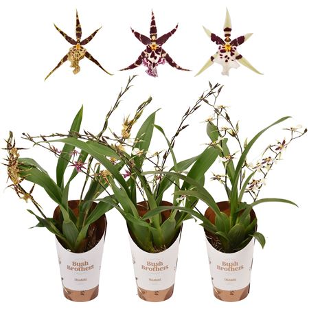 Brassia Titanium 3-4st Treasure Mix