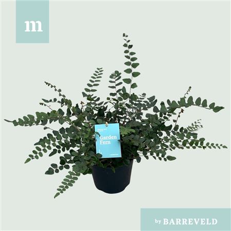 Pellaea Rotundifolia 14 (buiten Varen)