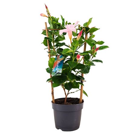 Mandevilla Light Pink On Reck