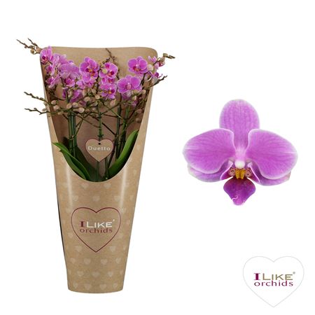 Phal 4/6st Duetto Multi Friday Flirt 60+ (levo)