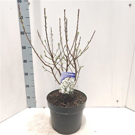 Exochorda Racemosa Niagara