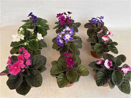 Saintpaulia Mix