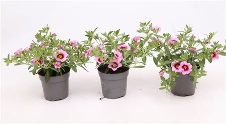 Calibrachoa Cabaret Light Pink Eye