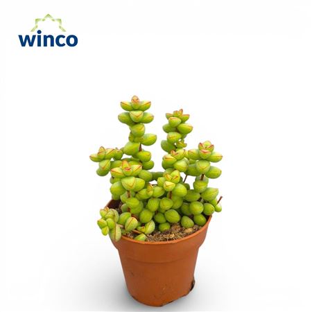 Crassula Pagoda X Rupestris