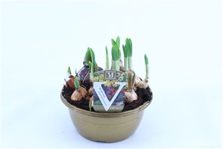 Bulb Garden