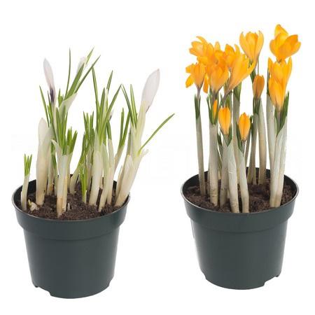 Крокус Микс