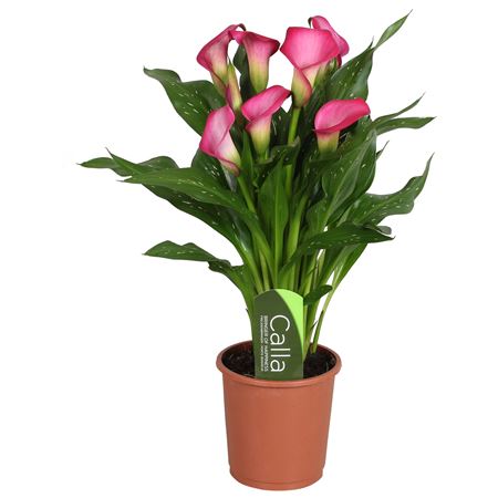Zantedeschia Pink Zazu With Label 5+
