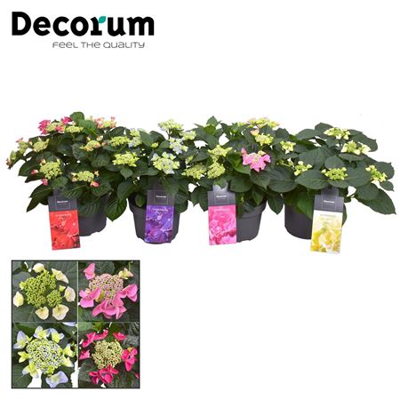 Hydrangea Teller Mix (decorum)