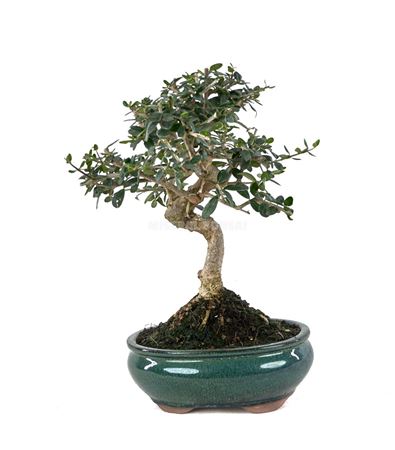 Bonsai Outdoor Olea Europaea Sylvestris Ball