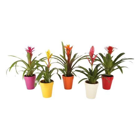 Bromelia Excellent In Bea Keramiek
