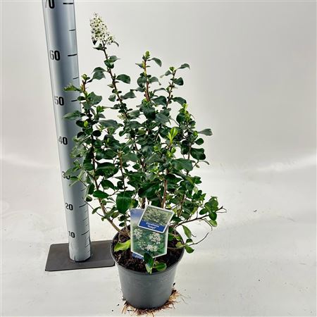 Escallonia Iveyi