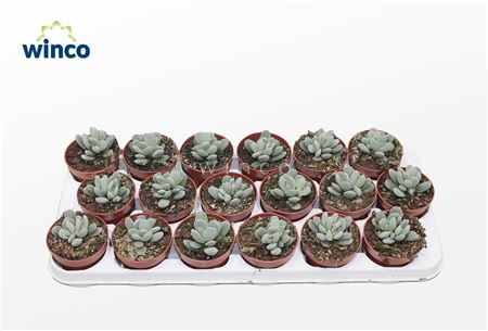 Adromischus Alstonii Ssp.