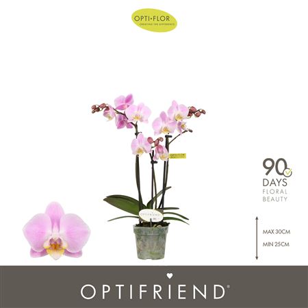Phal 3st Fenna